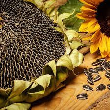 تصویر 5 از خرید تخمه فله مزمز + فروش استثنایی